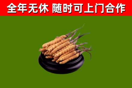 桂阳烟酒回收冬虫夏草.jpg